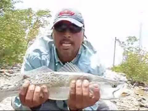 SPOTTED SEATROUT FISHING - BITE ON FIRE  @Joeyflatsfishing #fishing  #seatrout