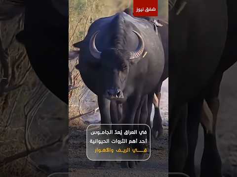 ثروة وافدة قبل 6 آلاف سنة وعددها اليوم نحو 500 ألف رأس وسعر الواحدة يصل إلى 3 ملايين دينار