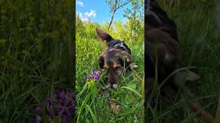 Stop Dog Boredom Instantly 🐾 Full 8 hour videos on our channel