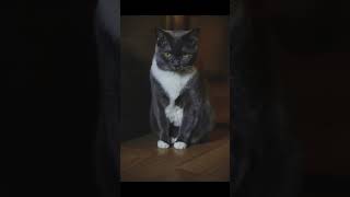Before/After #colorgrading #lightroom #cats #photography