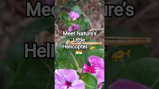 Dragon Flies | Dragonfly | Golden Dragonfly ✨ | Helicopter Insect | Wildlife #Shorts