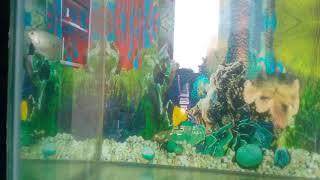 Tiger shark sleeping at day time screenshot 2