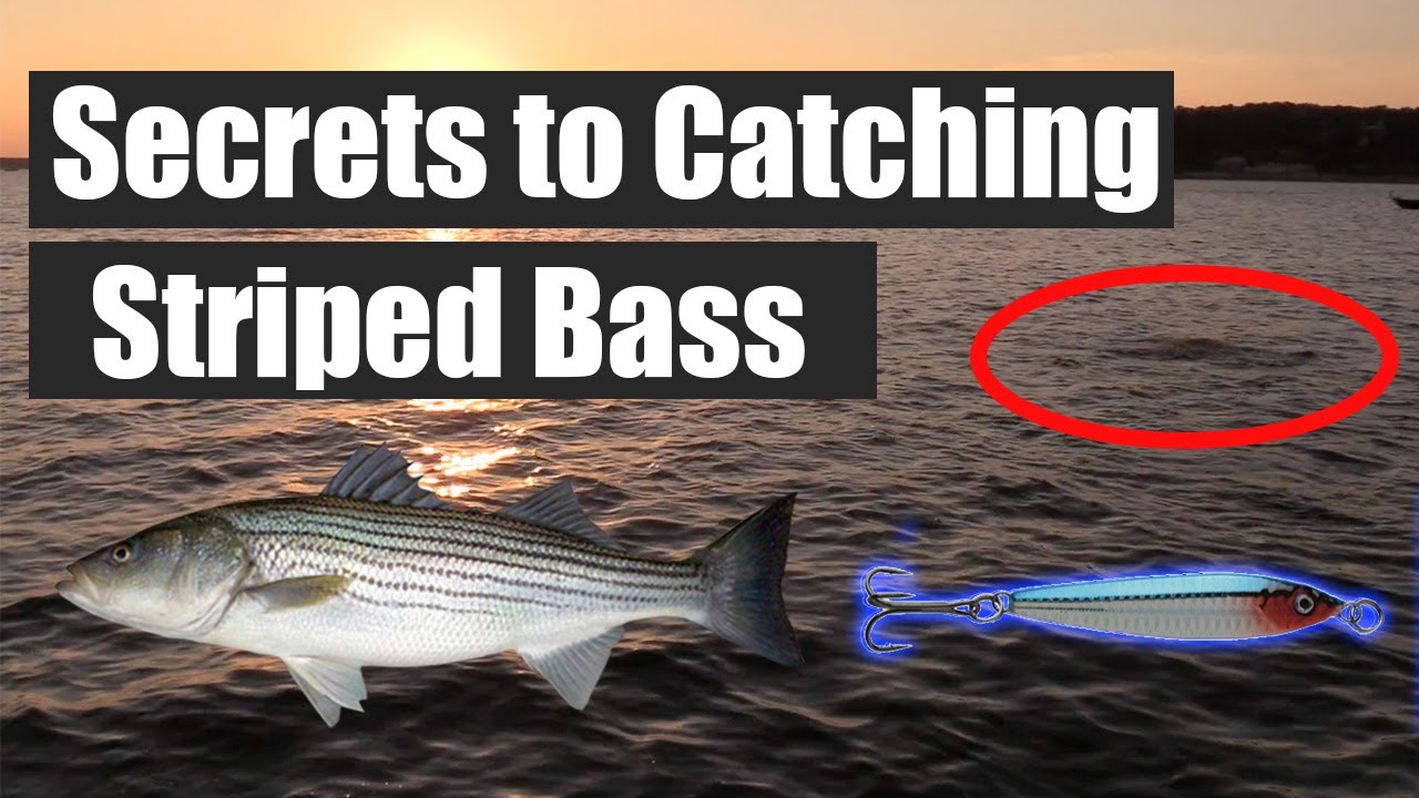 How to Catch Striped Bass (freshwater)