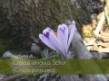 Croco purpureo Fiori e piante della montagna bellunese 05.04.2013 Mp3 Song