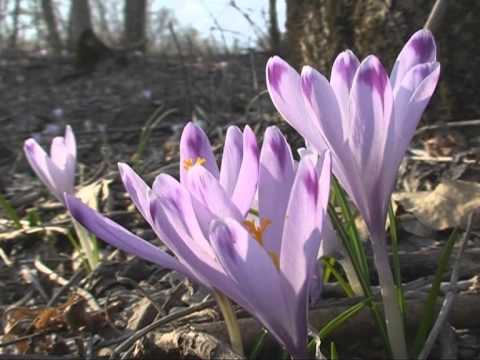 Croco purpureo  Fiori e piante della montagna bellunese 05042013