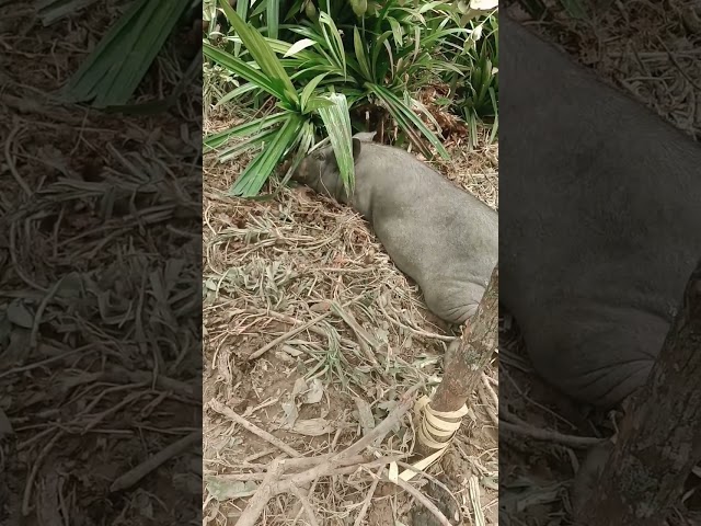 Toraja Fat PIG at funeral ceremony #shorts #rambusolo #budayatoraja #tanatoraja #animals class=