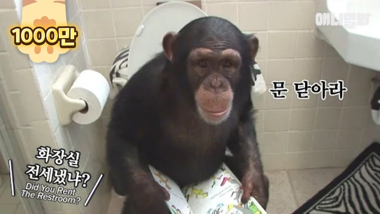 여느 가정집의 흔한 아침 풍경 ㅣ Ordinary Morning Scenery Of A Family With Chimpanzees