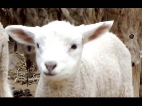 kawaii emoticons #02.Pretty! Twin lambs.かわいい!双子の子羊。