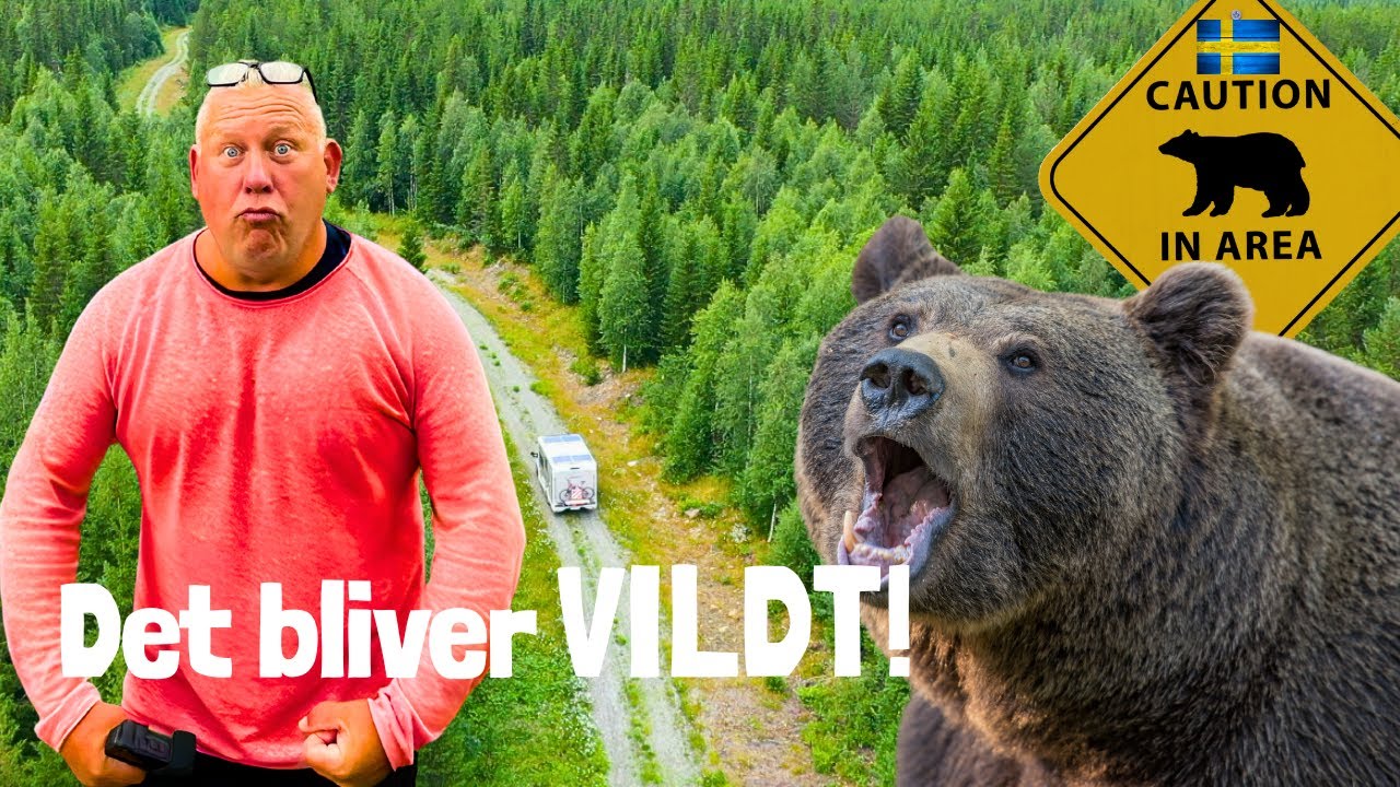 Vildmarksvejen i Sverige – vi jagter de vilde brune bjørne fra autocamperen
