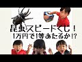 [カブトムシ][クワガタ] 大当たり続出!?昆虫スピードくじ！1万円で1等あたるか!?