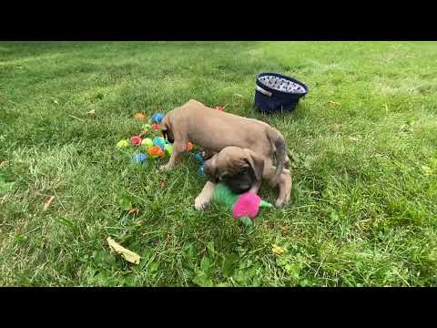 Fawn Four English Mastiff Puppies - Available