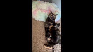 Cat goes nutty for ribbon