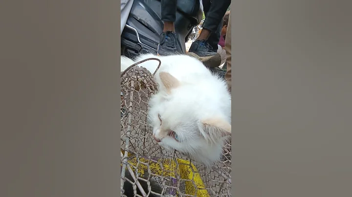 Video 10374681: beautiful persian male cat