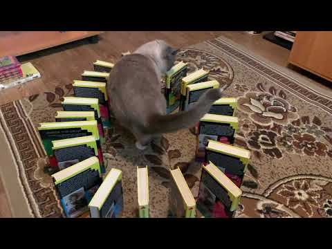 Коты и книги. Нестандартные для котов ситуации