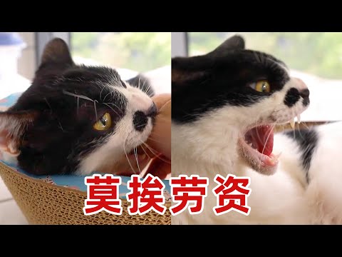 小浪貓去新家17天後被退養回來，性情大變｜李喜猫