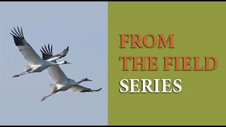 Gulf Coast Whooping Cranes – A Conservation Story That Is Still Being Written. by International Crane Foundation 369 views 1 year ago 50 minutes