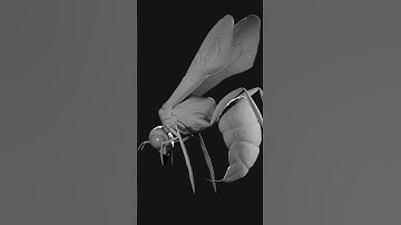 Wasp | Nomad Sculpt Turntable  #nomadsculpt #art #digitalart #blender