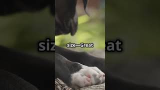 Guess the Largest Dog Breed!