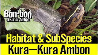 Habitat dan subspecies kura-kura ambon