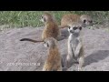 Les suricates  emission par les enfants   animauxnature petit expos scolairesourcepeter strub
