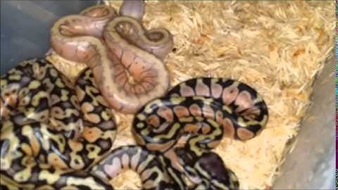 2014 Ball Python Hatchlings!!!!