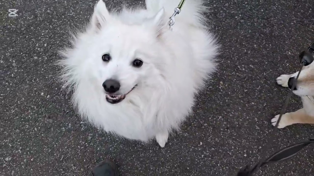 きなつくと仲良しお友達🐕🐶🎶🐶🐶🐶🐕🐕#柴犬#柴プー#可愛い犬