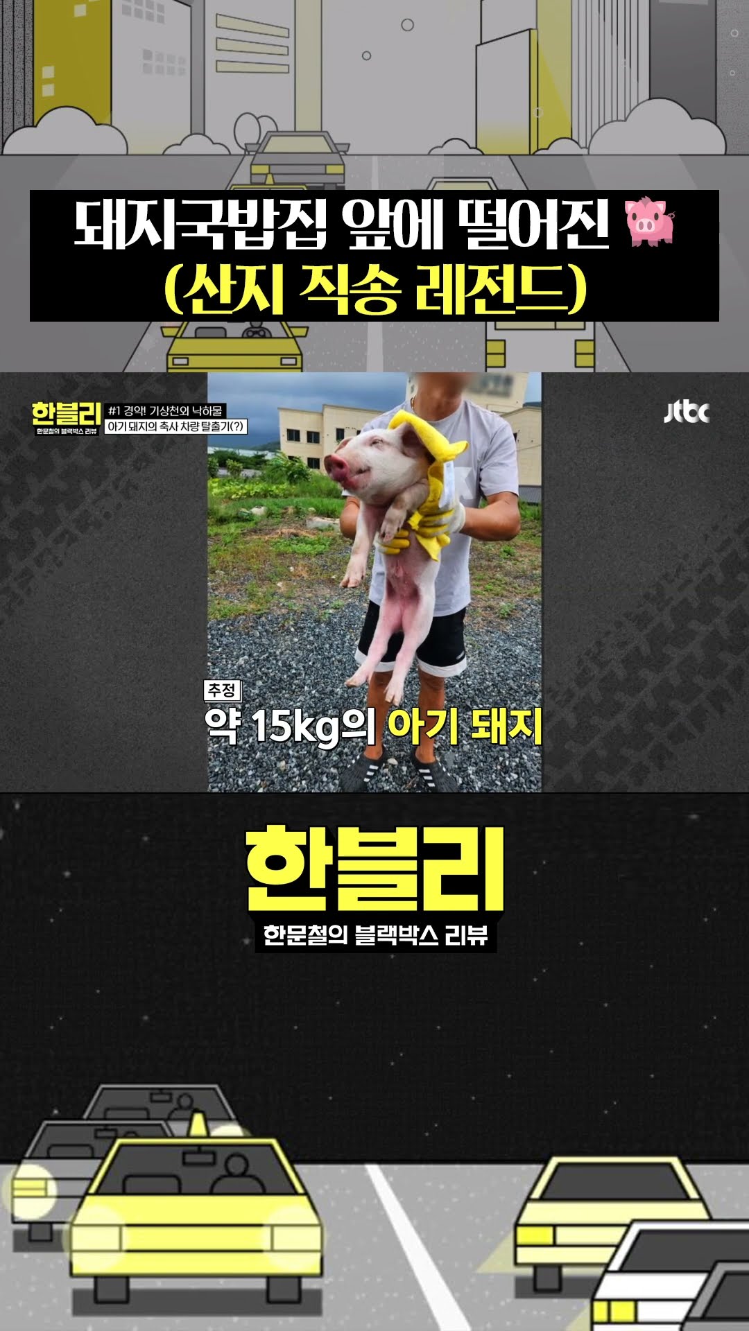 아기 돼지? 배달이요~ #한블리 #shorts