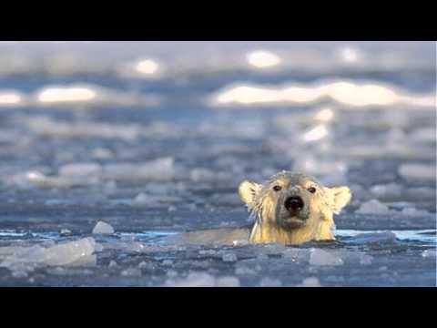 Video: Varför Avbildas En Isbjörn På Perm-territoriets Vapen
