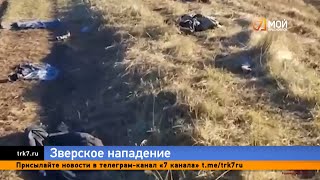 «Это не собаки – волки»: Жители СНТ, где псы растерзали ребенка, рассказали о терроре животных