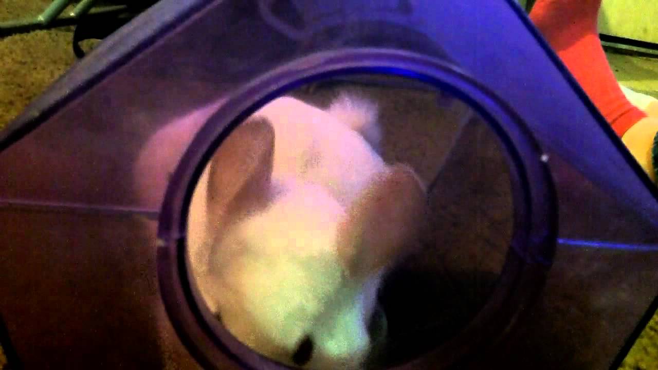foundation medicine Allies Animal Intel Chinchillas