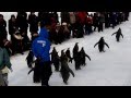 Penguin parade in asahiyama zoo