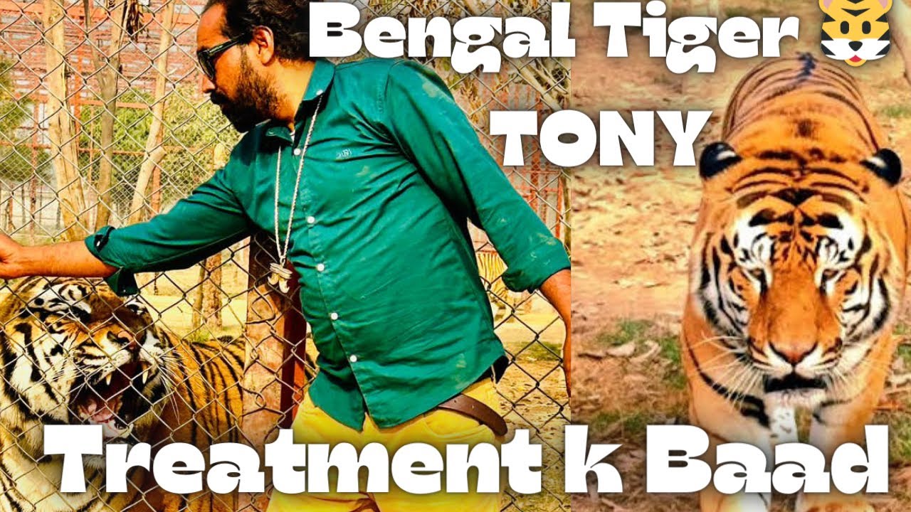 Tony Rockstar ka treatment hua ab thk ha | Bengal Tiger | Shero ka badshah