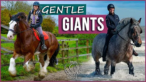 Gentle Giants | Award-Winning Film | Meet Amazing Draft Horses! - DayDayNews