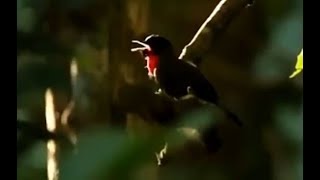 Burung Samyong Bocor Di Hutan, Suaranya Merdu Banget