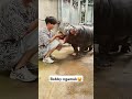 Macem macem sama bobby ya🦛😡#cute #cuteanimals #hewanlucu #shorts