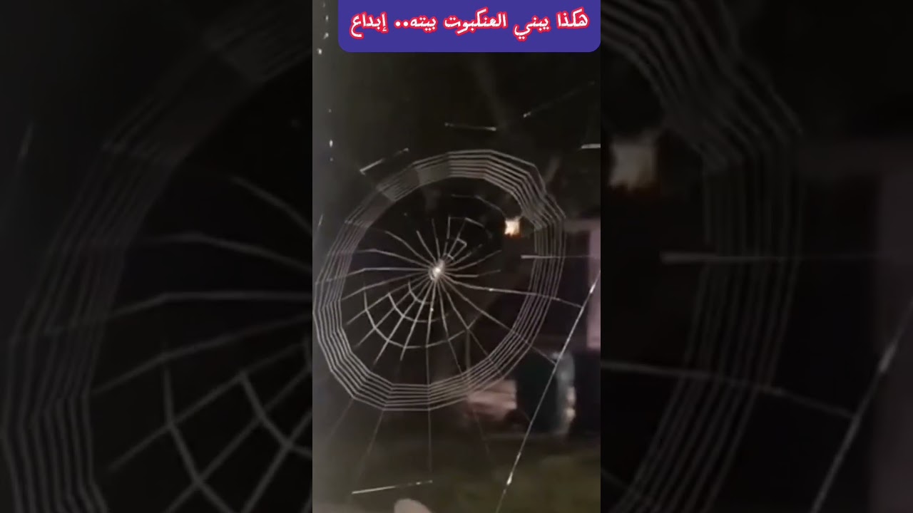 شاهد كيف تبني العنكبوت بيتها.. دقة.. إبداع سبحان الخالق