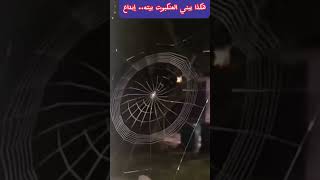 شاهد كيف تبني العنكبوت بيتها.. دقة.. إبداع سبحان الخالق