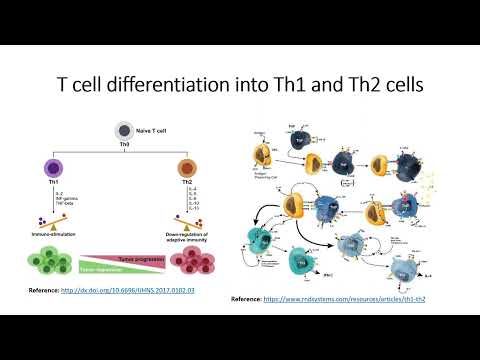 Immune cells: T-cell