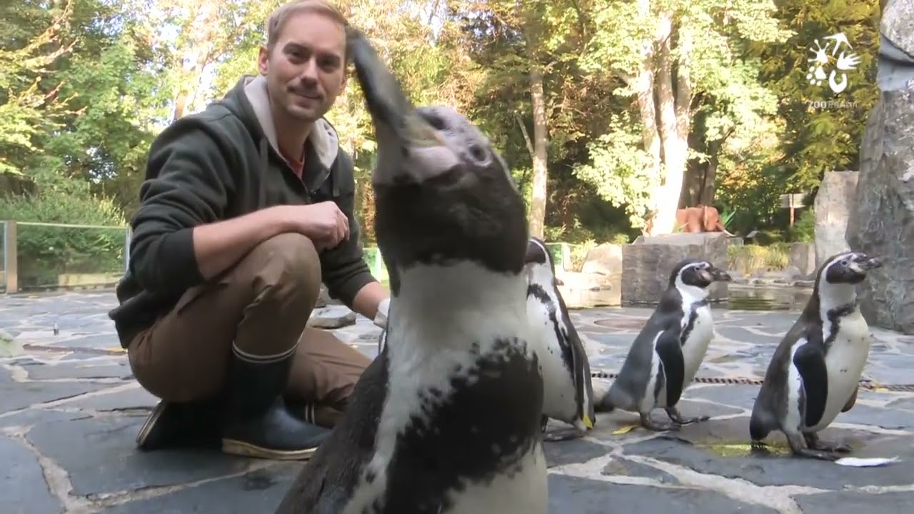 Tučňáci Humboldtovi v Zoo Praha