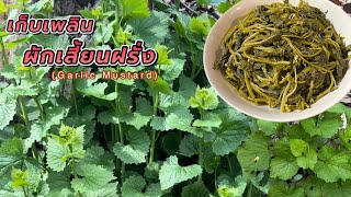 เก็บผักเสี้ยนฝรั่ง ไปทำผักเสี้ยนดอง Picking Garlic Mustard #ผักเสี้ยนฝรั่ง #ผักป่าในต่างแดน #ผักป่า