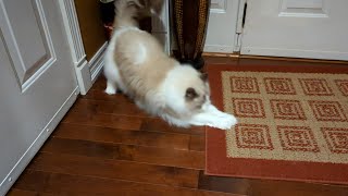 Ragdoll Cat Valentino Has A Crazy Good Time With His Ball by It's A Ragdolls World! 561 views 1 year ago 48 seconds