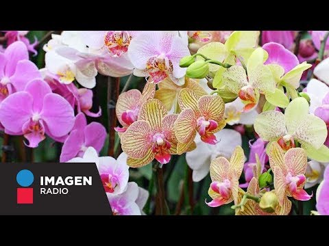 Video: El Símbolo De Qué País Es La Orquídea