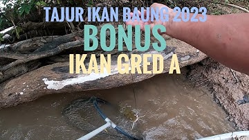 melihat tajur/tauk ikan baung 2023 ada bonus lagi ikan klas A