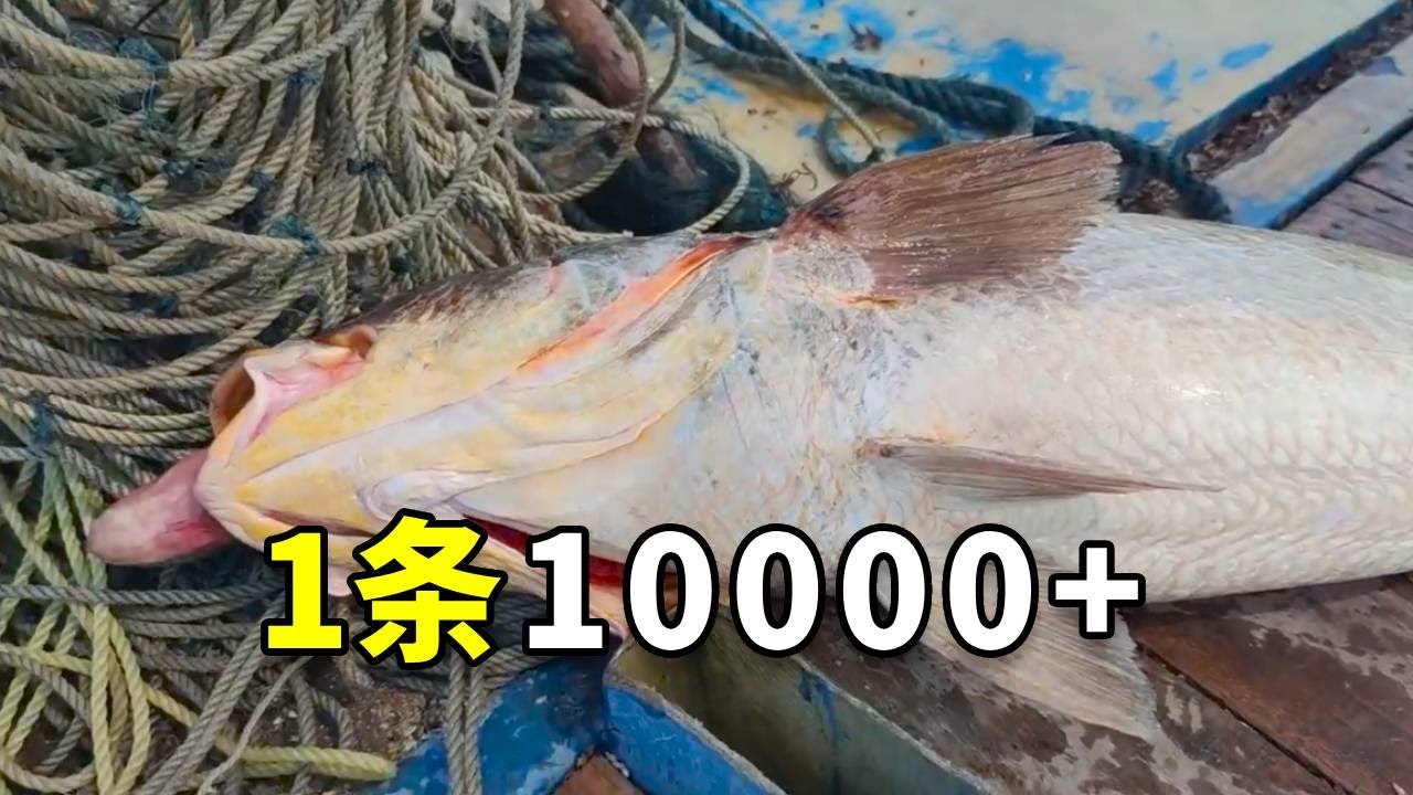 渔民捕获40多斤大货，一条就要卖一万多，好几个老板围着出价