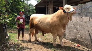 DAMAGENYA GA NAHAN !! SAPI QURBAN JUMBO 1 TON UP - Langsung kita bawa pulang