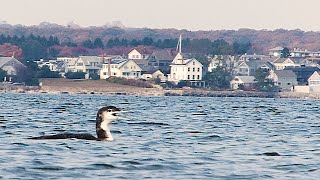 Eerie Loon Call #Shorts