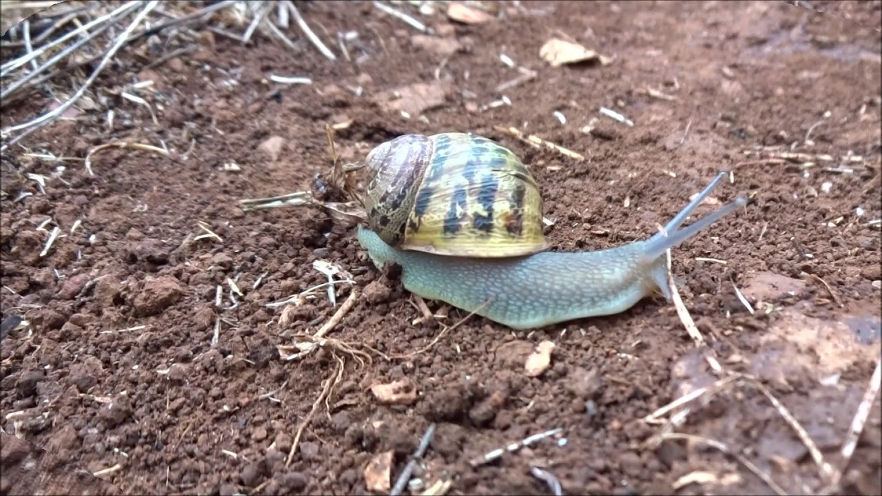 Cornu aspersum - Gefleckte Weinbergschnecke