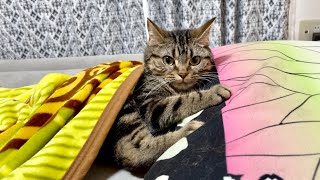 猫に寝起きドッキリをしたらびっくりしてこうなりましたw