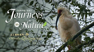 Cloudy Qinling Series Ep. 5: 'Noah's Ark' for crested ibis