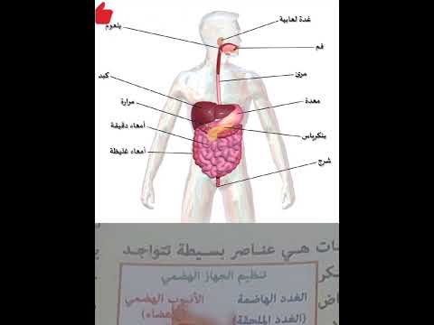 ماذا يوجد في الجهاز الهضمي لجسم الإنسان    